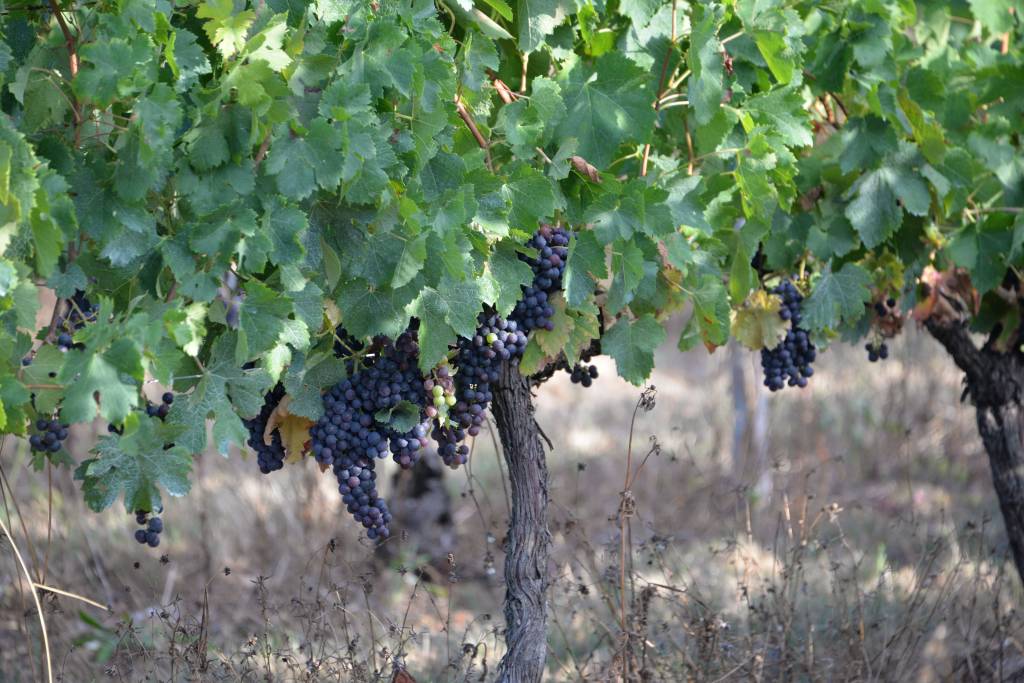 Tempier, comprendre le rôle clé du mourvèdre dans les vins de bandol